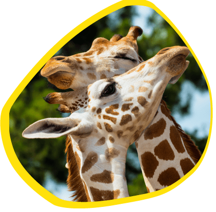 zoo safari fasano prezzo biglietto