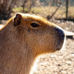 Capibara