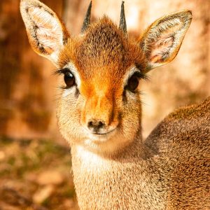 Dik_dik