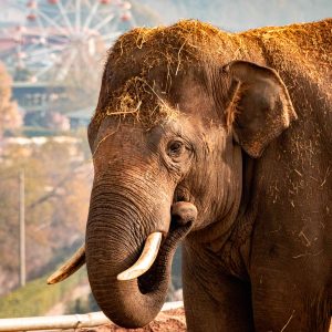 Elefante Asiatico