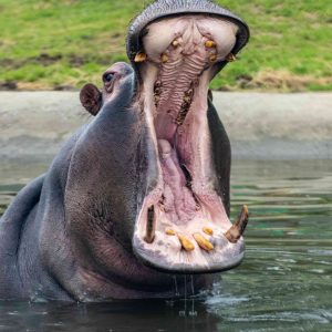 Ippopotamo
