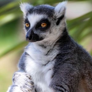 Lemuri