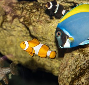 Pesce pagliaccio