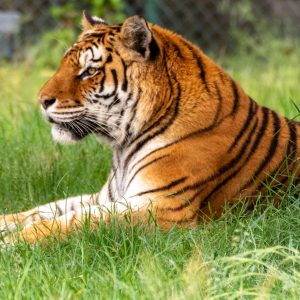 Tigre